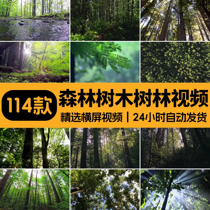 精选114款森林阳光照射大自然美景4K超清视频素材