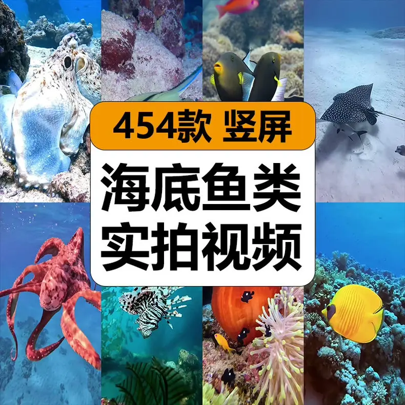 454款海底鱼类海洋珊瑚实拍竖屏视频素材