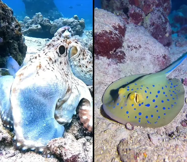 454款海底鱼类海洋珊瑚实拍竖屏视频素材 第2张