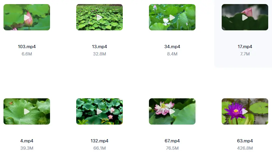 精选138款唯美清新荷叶荷花莲花横屏视频素材 第4张