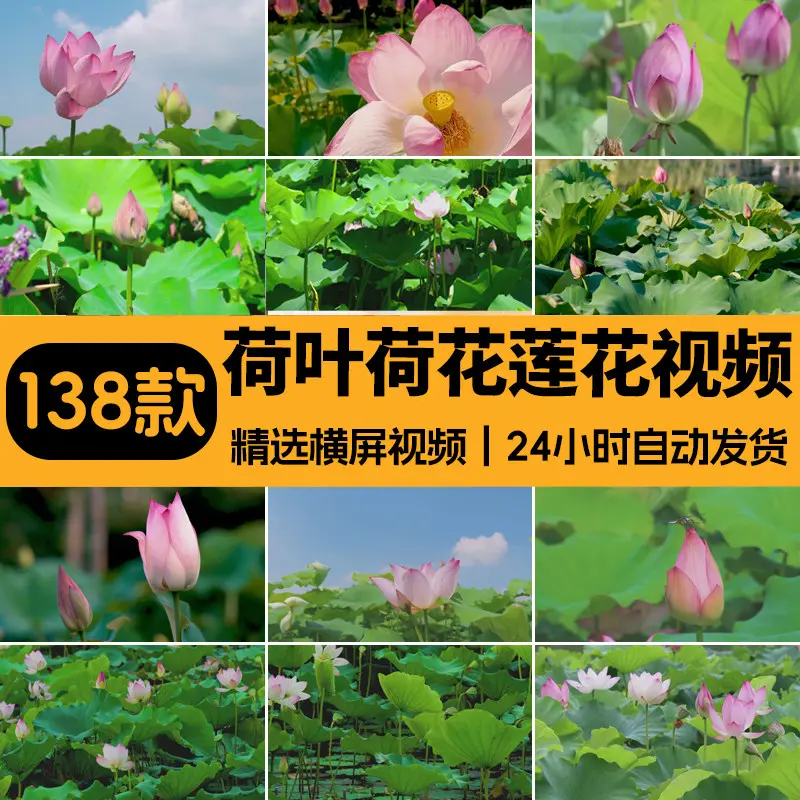 精选138款唯美清新荷叶荷花莲花横屏视频素材