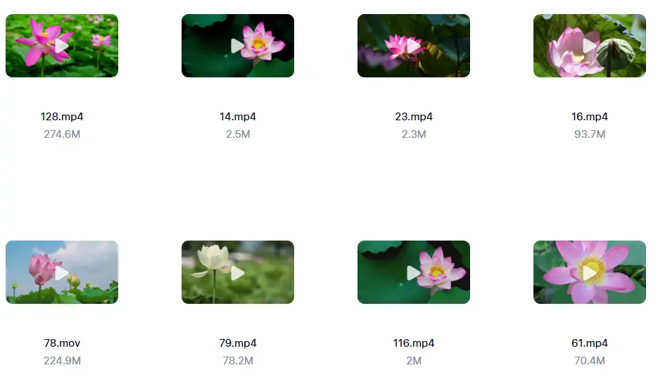 精选138款唯美清新荷叶荷花莲花横屏视频素材 第6张