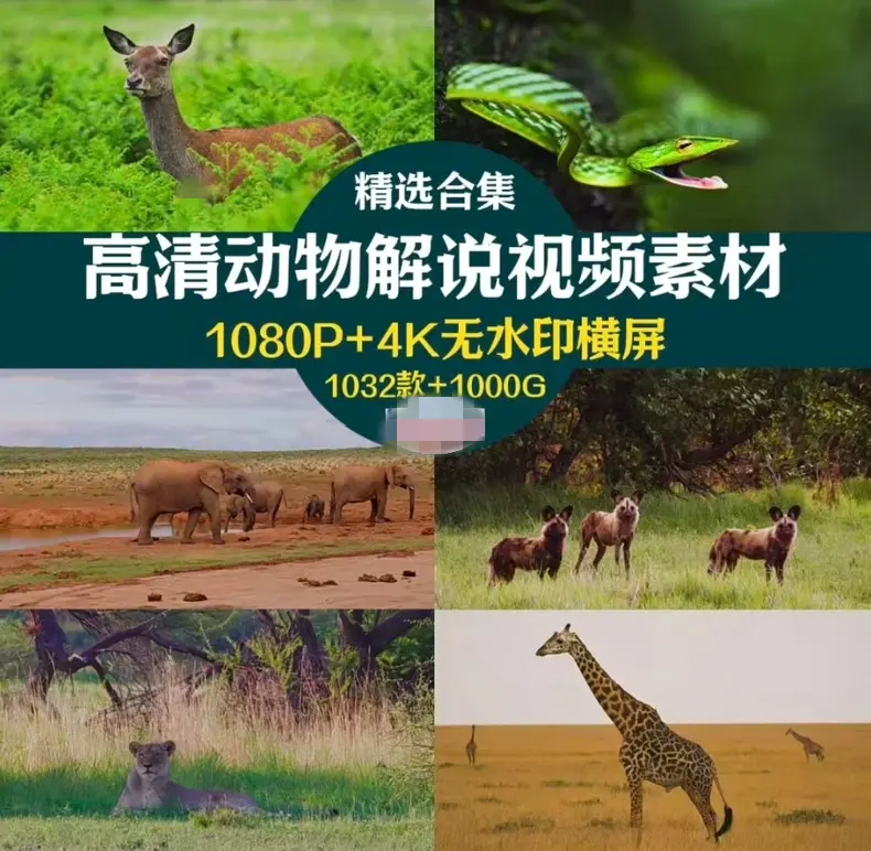1000G野生动物世界4K高清纪录片横屏视频素材 无字幕