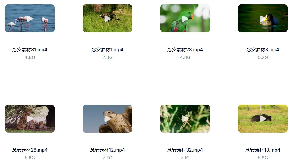 1000G野生动物世界4K高清纪录片横屏视频素材 无字幕 第3张