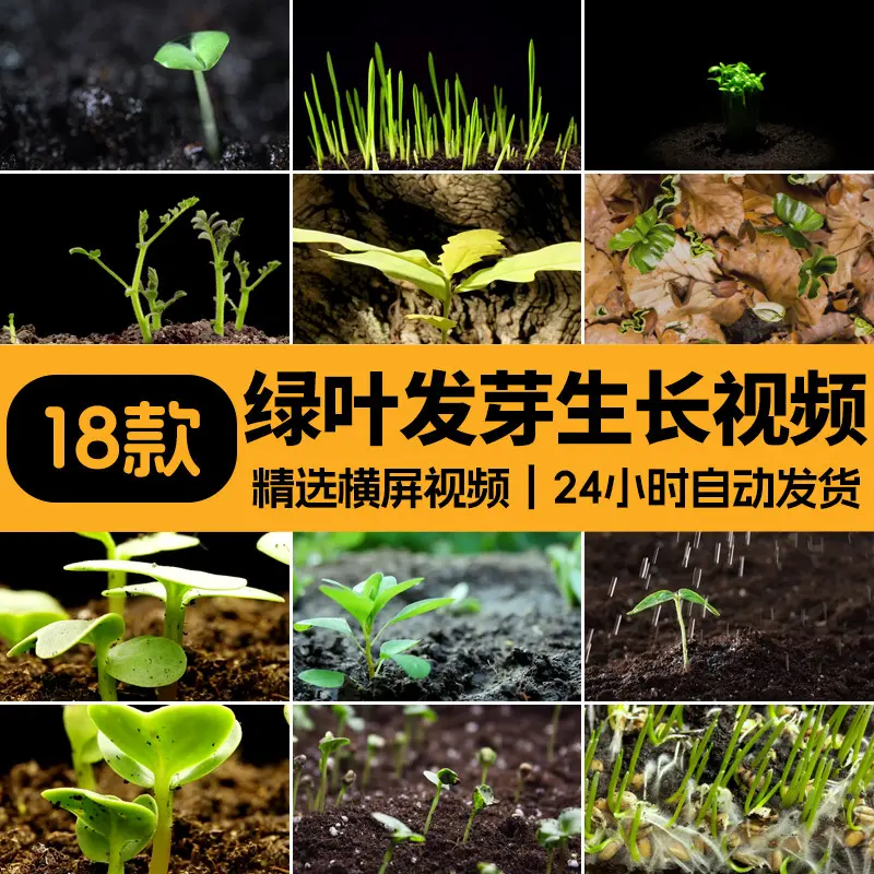18款精选绿叶发芽生长横屏延时视频素材