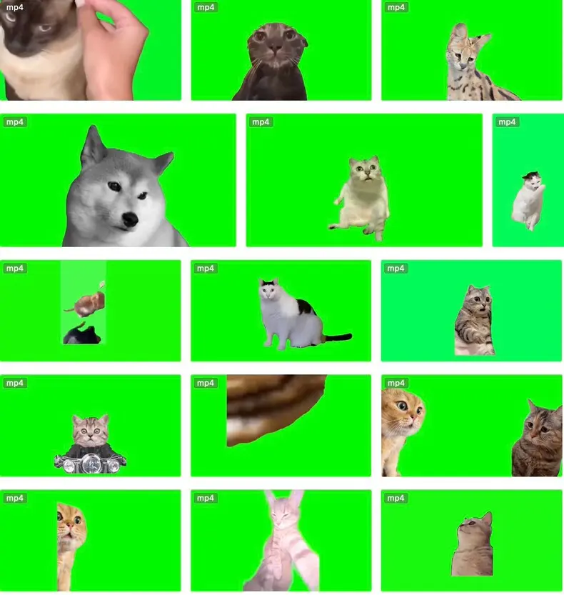 7200+款猫meme绿幕视频素材+背景素材+音效+教程 第2张