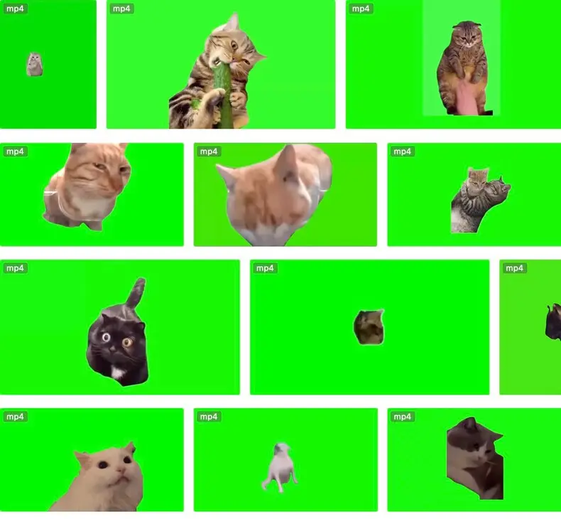 7200+款猫meme绿幕视频素材+背景素材+音效+教程 第3张