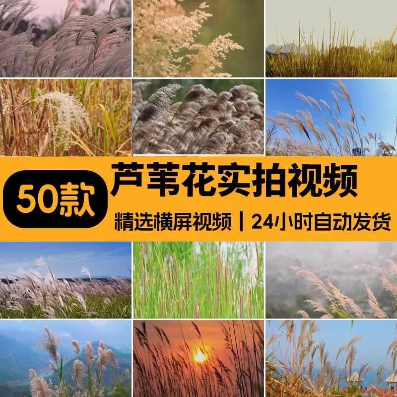 精选50款4K夕阳黄昏芦苇荡风景横屏视频素材
