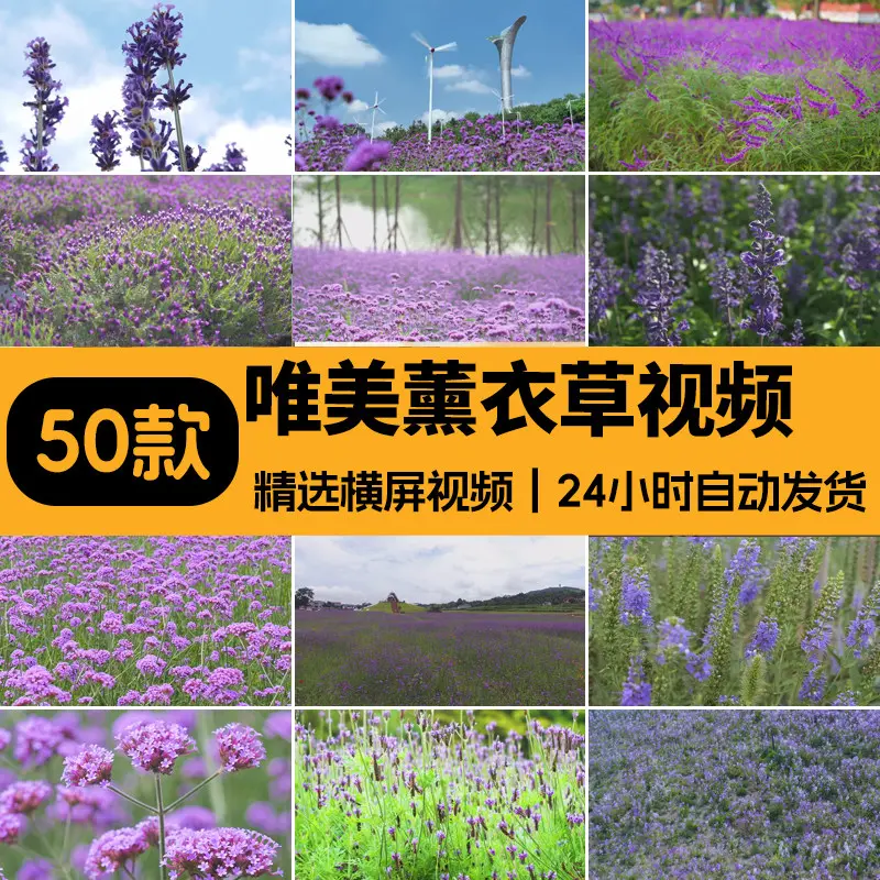 精选50款唯美薰衣草风景横屏4K视频素材