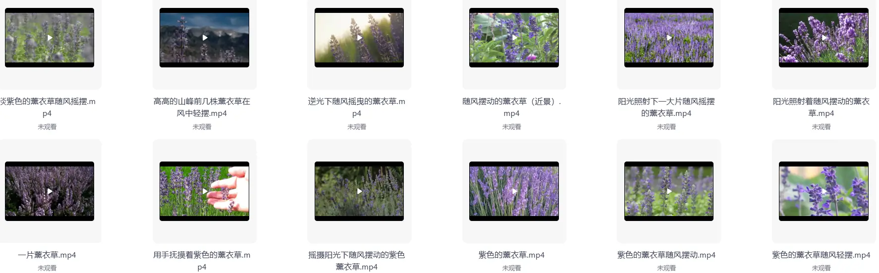 精选50款唯美薰衣草风景横屏4K视频素材 第6张