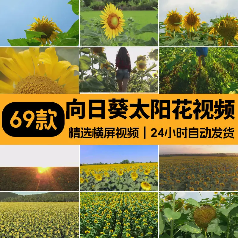 精选69款特写向日葵太阳花风景横屏视频素材