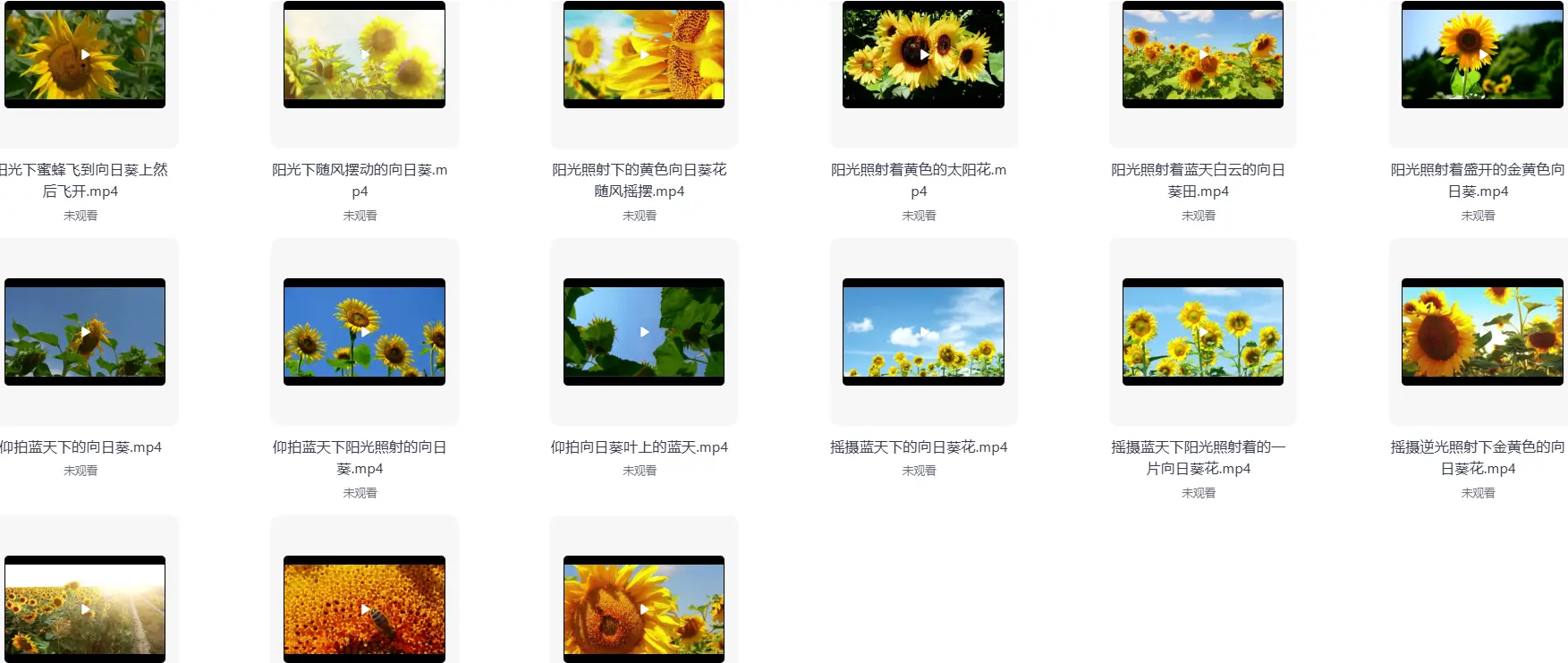 精选69款特写向日葵太阳花风景横屏视频素材 第5张