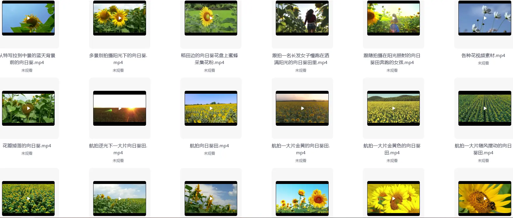 精选69款特写向日葵太阳花风景横屏视频素材 第2张