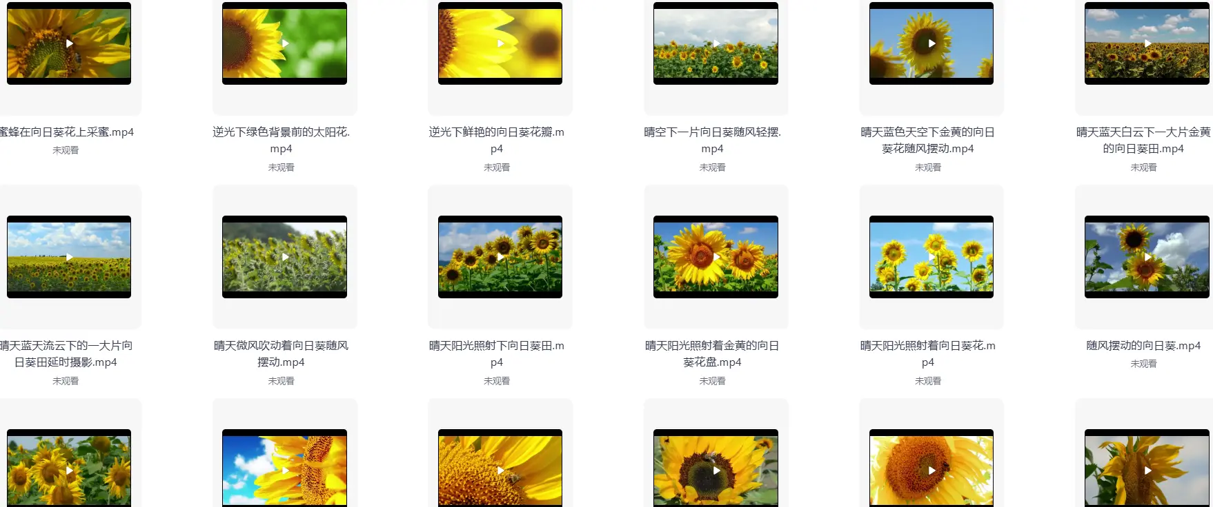 精选69款特写向日葵太阳花风景横屏视频素材 第3张
