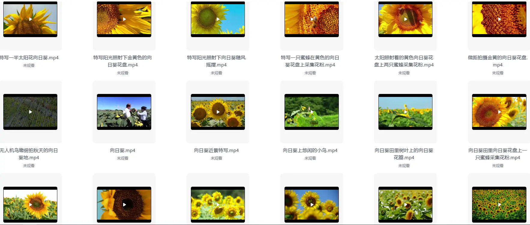 精选69款特写向日葵太阳花风景横屏视频素材 第4张